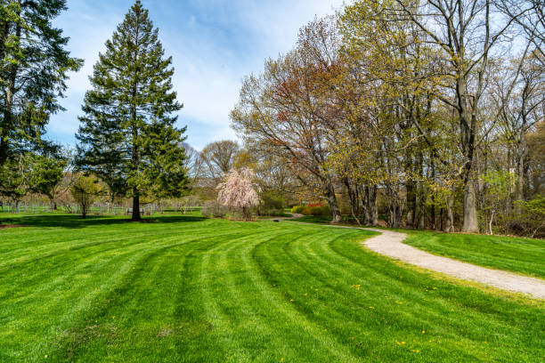 istock Weeping cherry tree in Royal Botanical Gardens - Arboretum, Hamilton, Canada 1490815993