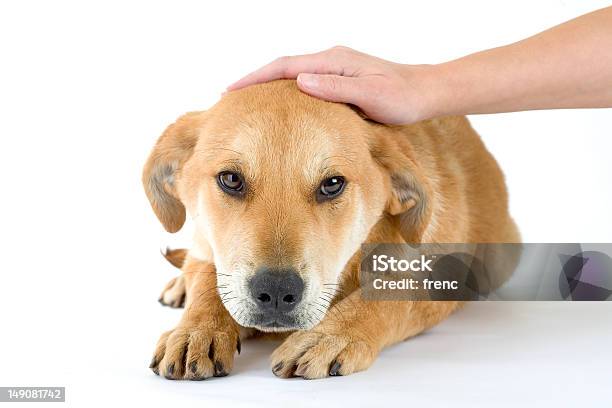 Foto de Filhote De Cachorro Tem De Ser Stroked Isolado e mais fotos de stock de Acariciar - Acariciar, Animal, Animal de estimação