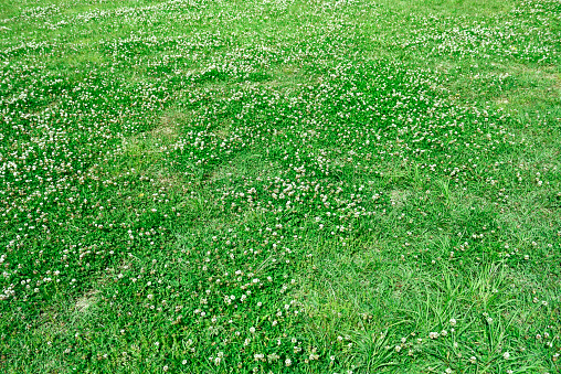 Close up of grass with a part cut lawn.  Long grass on the left with freshly mown short grass on the right