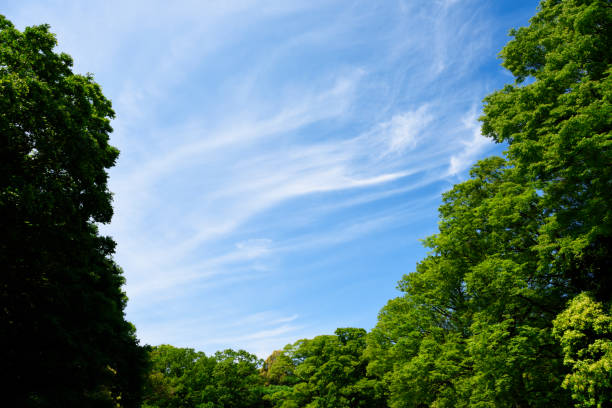 istock Looking up at natural frame of treetops in springtime 1490820048
