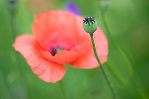 красный мак - meadow single flower bud cornflower стоковые фото и изображения