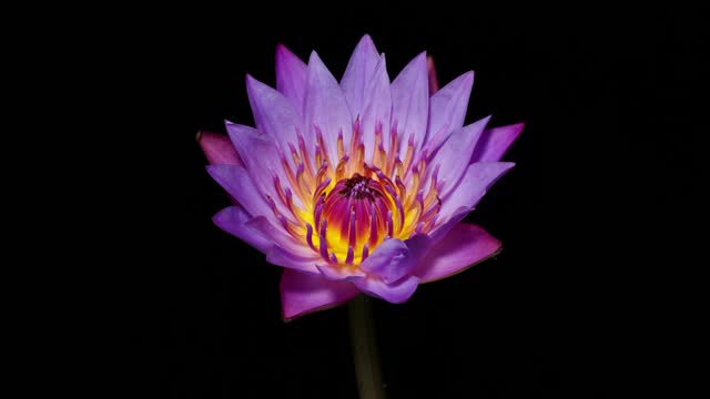 4K time lapse footage of blooming purple water lily flower from bud to full blossom then back to bud isolated on black background, beautiful lotus flower timelapse  video close up shot.