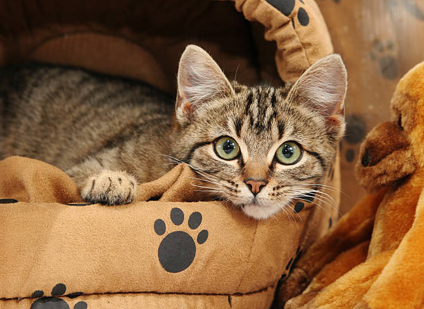 Kitten lying in a cat bed stock photo