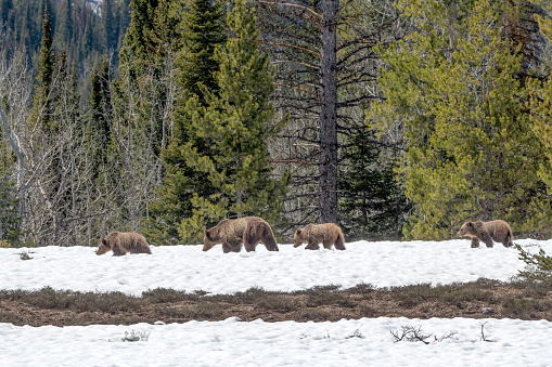 Grizzly bear and her three yearling cubs make their way south through a remaining snow field in the Yellowstone Ecosystem in western USA, North America. Nearest cities are Denver, Colorado, Salt Lake City, Jackson, Wyoming, Gardiner, Cooke City, Bozeman and Billings, Montana.