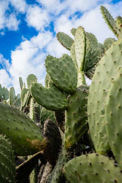 istock Vertical Low-Angle View of Lush Prickly Pear Plant 1490828818