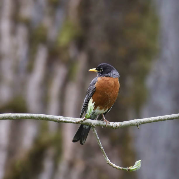 istock American Robin (turdus migratorius) perched on branch silhouetted against a big tree trunk 1490828868