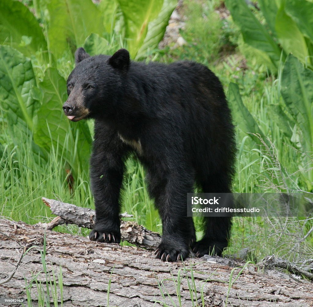 Norte de Urso-negro-americano - Royalty-free Canadá Foto de stock