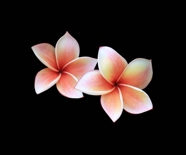 istock Plumeria or Frangipani flowers. 1490829685