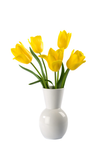 White vase with beautiful yellow tulips isolated on white