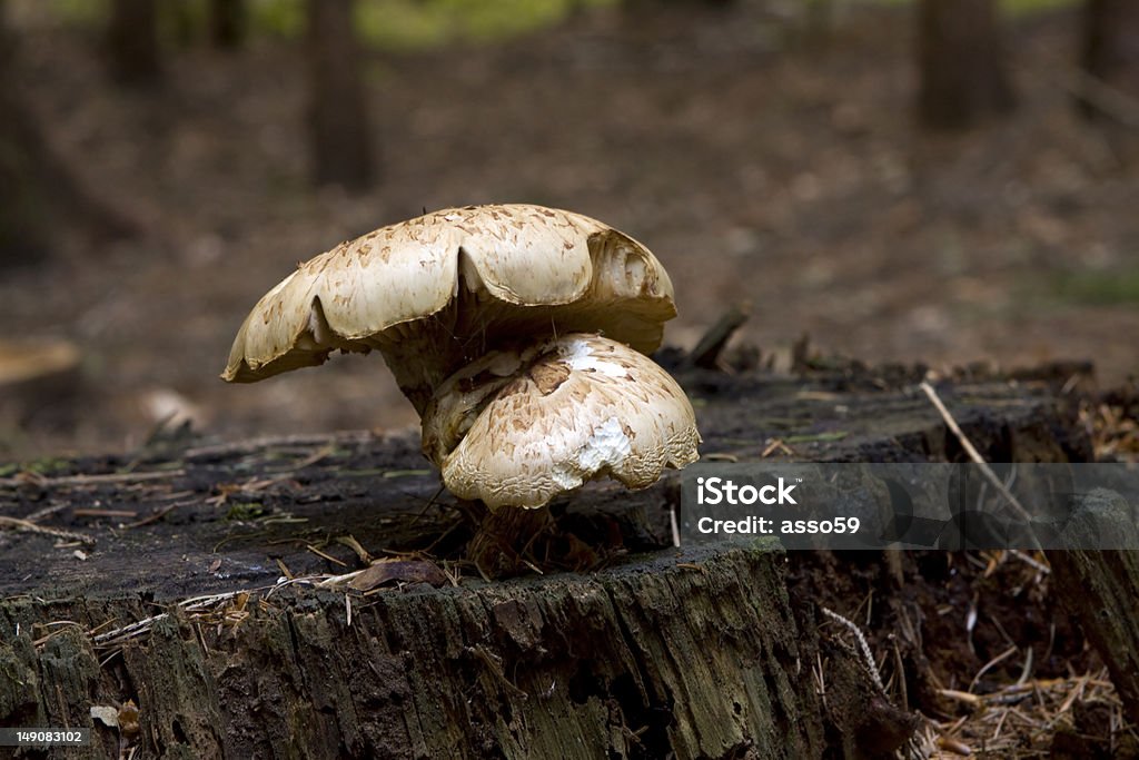 fungo - Foto stock royalty-free di Albero