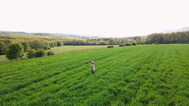istock Aerial view of farmer examining wheat crops at sunset in spring. 1490831330