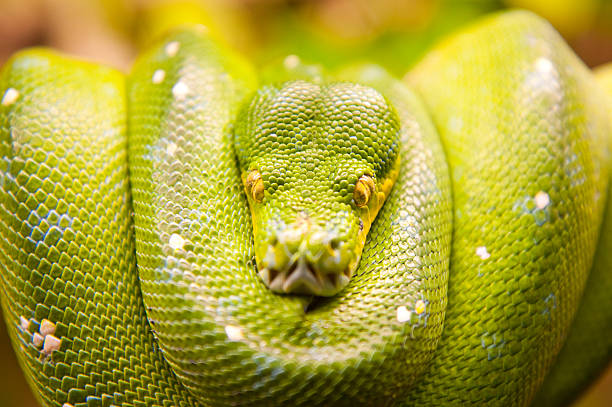 Green snake stock photo