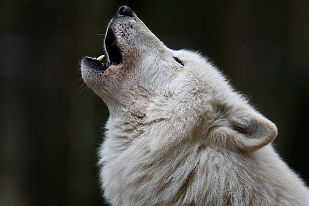 북극늑대 - canadian timber wolf 뉴스 사진 이미지