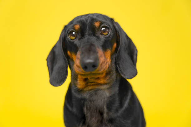 istock Defenseless small dog dachshund on yellow background looks devotedly 1490832870