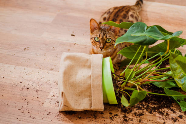 飼い猫の品種ベンガルは植木鉢を落として壊し、有罪に見えます。猫ベンガルは室内の花を壊した。ペットによる被害。好奇心旺盛なベンガル猫と装飾的な植物と壊れた鍋。選択フォーカス� - dirtying ストックフォトと画像