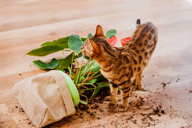 猫ベンガルは室内の花を壊した。ペットによる被害。飼い猫の品種ベンガルは植木鉢を落として壊し、有罪に見えます。好奇心旺盛なベンガル猫と装飾的な植物と壊れた鍋。選択フォーカス� - dirtying ストックフォトと画像