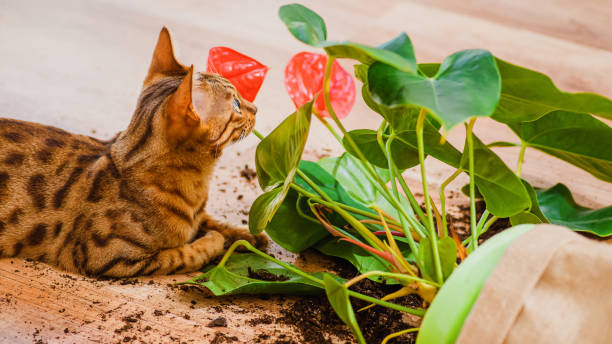 好奇心旺盛なベンガル猫と装飾的な植物と壊れた鍋。国内のベンガル猫の品種は落として植木鉢を壊し、有罪に見えます。猫は花を壊した。ペットによる被害のコンセプト。平面図。 - dirtying ストックフォトと画像