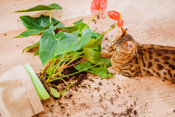 飼い猫の品種ベンガルは植木鉢を落として壊し、有罪に見えます。猫ベンガルは室内の花を壊した。ペットによる被害。好奇心旺盛なベンガル猫と装飾的な植物と壊れた鍋。選択フォーカス� - dirtying ストックフォトと画像