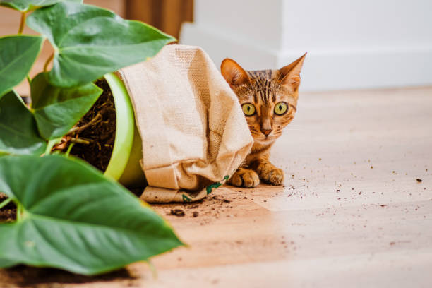 飼い猫の品種ベンガルは植木鉢を落として壊し、有罪に見えます。猫ベンガルは室内の花を壊した。ペットによる被害。好奇心旺盛なベンガル猫と装飾的な植物と壊れた鍋。選択フォーカス� - dirtying ストックフォトと画像