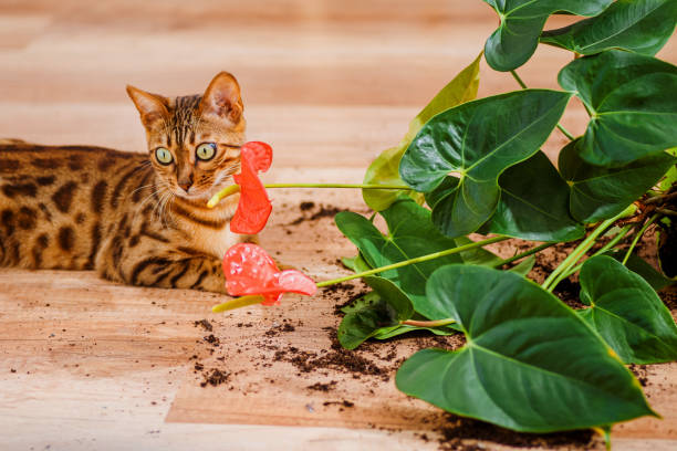 猫ベンガルは室内の花を壊した。ペットによる被害。飼い猫の品種ベンガルは植木鉢を落として壊し、有罪に見えます。好奇心旺盛なベンガル猫と装飾的な植物と壊れた鍋。選択フォーカス� - dirtying ストックフォトと画像