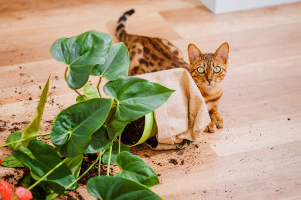 飼い猫の品種ベンガルは植木鉢を落として壊し、有罪に見えます。ペットによる被害のコンセプト。好奇心旺盛なベンガル猫と装飾的な植物と壊れた鍋。選択フォーカス。 - dirtying ストックフォトと画像