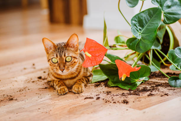 猫ベンガルは室内の花を壊した。ペットによる被害。飼い猫の品種ベンガルは植木鉢を落として壊し、有罪に見えます。好奇心旺盛なベンガル猫と装飾的な植物と壊れた鍋。選択フォーカス� - dirtying ストックフォトと画像