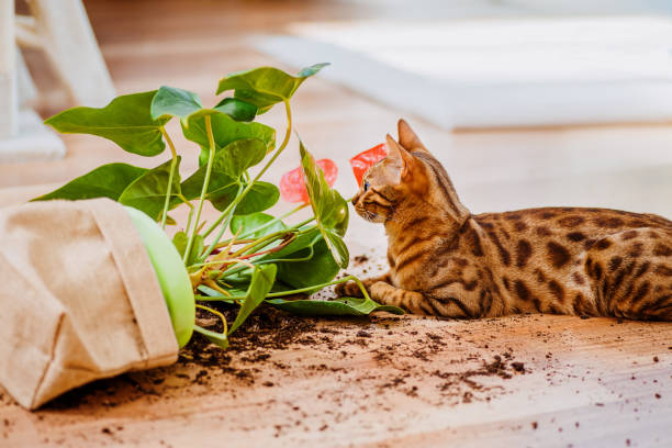 飼い猫の品種ベンガルは植木鉢を落として壊し、有罪に見えます。猫ベンガルは室内の花を壊した。ペットによる被害。好奇心旺盛なベンガル猫と装飾的な植物と壊れた鍋。選択フォーカス� - dirtying ストックフォトと画像