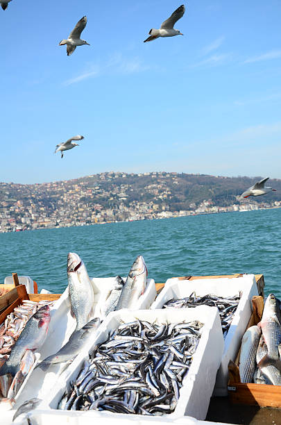 seagulls flying above raw fishes at market by sea