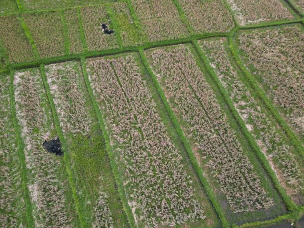 istock Aerial drone view of paddy rice field 1490834293