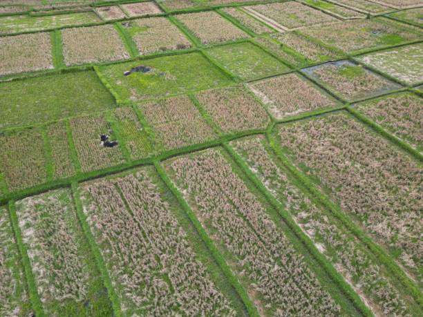 istock Aerial drone view of paddy rice field 1490834356
