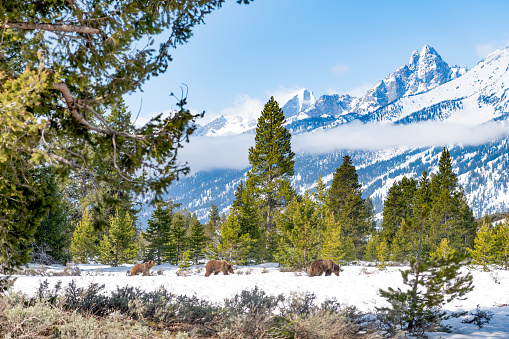 With Teton peaks in background Grizzly bear sow and yearling cubs make way south in the Yellowstone Ecosystem in western USA, North America. Nearest cities are Denver, Colorado, Salt Lake City, Jackson, Wyoming, Gardiner, Cooke City, Bozeman and Billings, Montana.