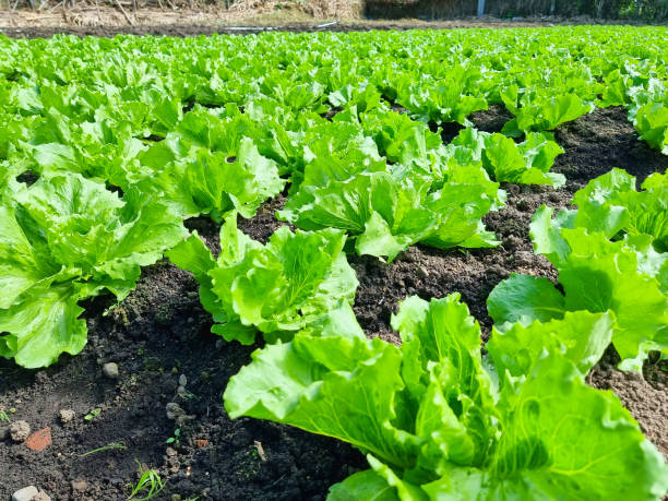 istock Panama, Boquete, lettuce field, close up 1490834390