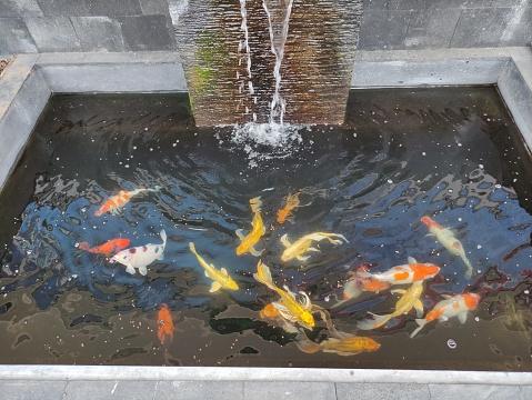 Feeding Koi in the pond with mini waterfall in the garden .