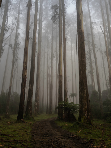 Tall Mountain Ash and tree fern in the fog on the Black Spur Victoria