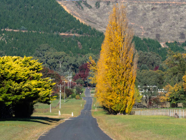 istock Autumn trees next to country road 1490835534
