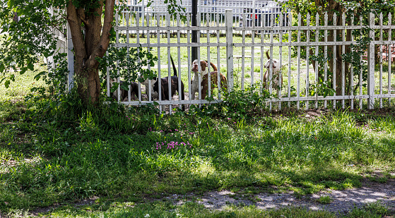 one dog jumping over a wooden fence