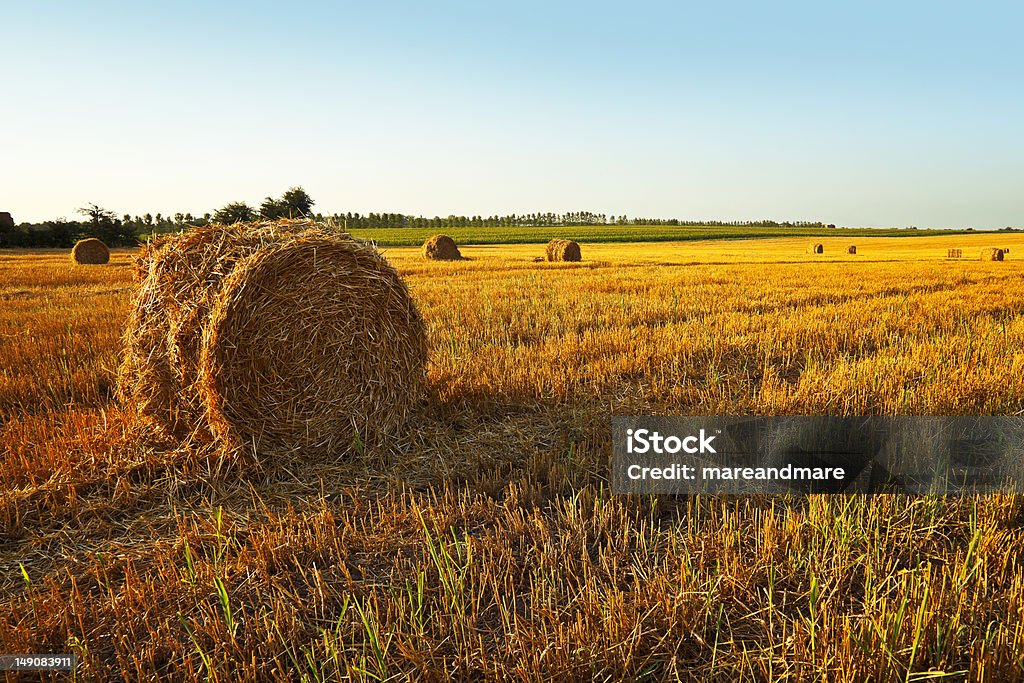 mown através de campos de trigo e Feno fardos - Royalty-free Agricultura Foto de stock