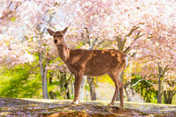 A Deer with Sakura Trees Background in Spring at Nara Park, Nara, Japan Japan - April4, 2023 : Nara park is one of most famous tourist destination for Deer sightseeing in autumn and Spring, Nara honshu stock pictures, royalty-free photos & images