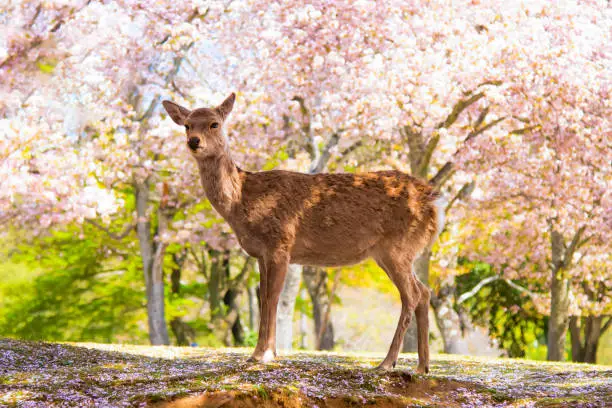 Photo of A Deer with Sakura Trees Background in Spring at Nara Park, Nara, Japan