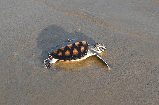 Little sea turtles are trying to reach the sea, after they hatch from their nest they are first long on the sand and meet the waves into the sea or ocean.