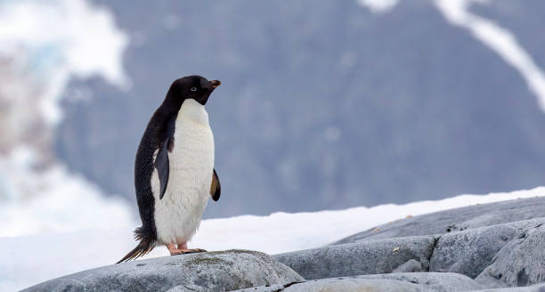 istock Adelie Penguin  (Pygoscelis adeliae) in Antarctica 1490840889