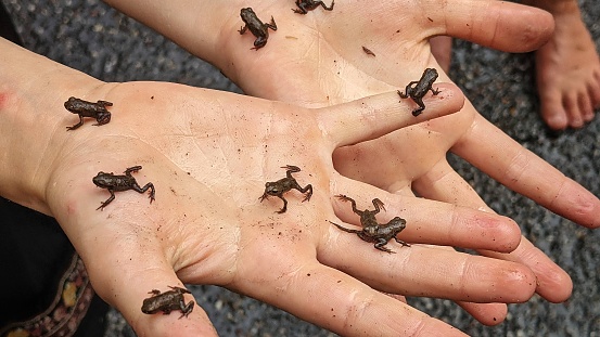 A person holding tiny frogs over their palms