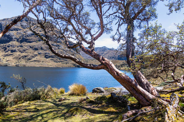 istock Polylepis trees at El Cajas National park, Ecuador 1490843822