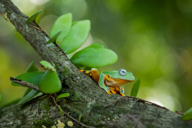 istock Beautiful Flying Frog in Nature Place 1490848753