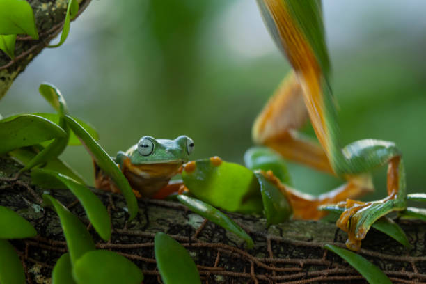 istock Beautiful Flying Frog in Nature Place 1490848834