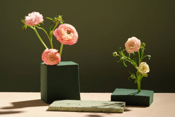 ART PODIUM Beautiful Persian Buttercup flowers are arranged in block of floral foam. Empty space on the stone podium to display your product floral foam stock pictures, royalty-free photos & images