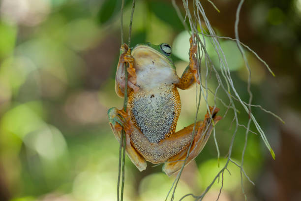 istock Beautiful Flying Frog in Nature Place 1490849276