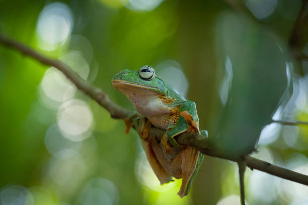 istock Beautiful Flying Frog in Nature Place 1490849341