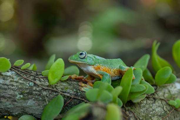 istock Beautiful Flying Frog in Nature Place 1490849364