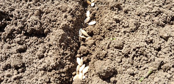 Growing vegetable seeds on seed soil in horticulture. Concept of agriculture and sowing seeds in open ground.